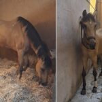 search.-launches-urgent-campaign-to-save-injured-horse-flamenca
