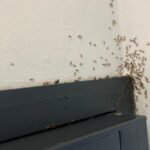 unwelcome-guests:-invasive-ants-swarm-homes-in-spain