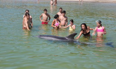 manolino-and-other-dolphins-who-approach-people-to-escape-their-loneliness