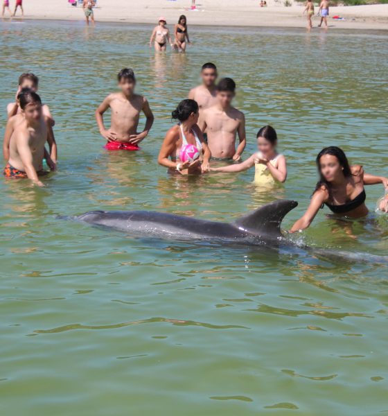manolino-and-other-dolphins-who-approach-people-to-escape-their-loneliness