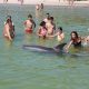 manolino-and-other-dolphins-who-approach-people-to-escape-their-loneliness