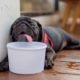 dog-owners-risk-e50,000-fines-in-spain-for-exposing-pets-to-scorching-summer-temperatures