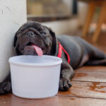 dog-owners-risk-e50,000-fines-in-spain-for-exposing-pets-to-scorching-summer-temperatures