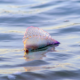 how-to-avoid-being-caught-off-guard-by-jellyfish-on-spain’s-beaches-this-summer