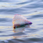 how-to-avoid-being-caught-off-guard-by-jellyfish-on-spain’s-beaches-this-summer