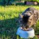 manilva-new-cat-stations-and-fines