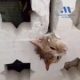 firefighters-free-cat-after-tense-rescue-from-house-breeze-block-in-estepona