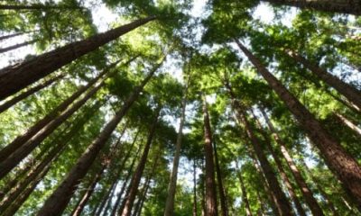 secret-spain:-this-hiking-route-takes-you-through-a-forest-filled-with-some-of-the-tallest-trees-in-the-world