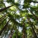 secret-spain:-this-hiking-route-takes-you-through-a-forest-filled-with-some-of-the-tallest-trees-in-the-world