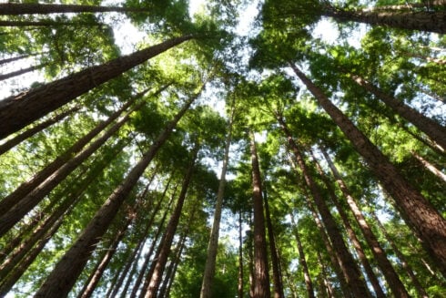 secret-spain:-this-hiking-route-takes-you-through-a-forest-filled-with-some-of-the-tallest-trees-in-the-world