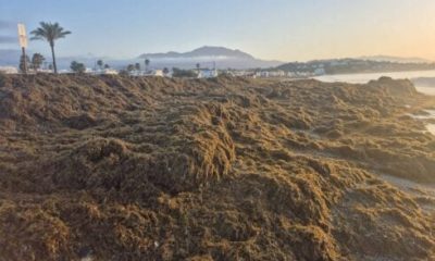 major-operation-to-remove-tonnes-of-sludgy-asian-seaweed-blanketing-costa-del-sol-beaches-just-as-summer-gets-underway