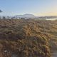 major-operation-to-remove-tonnes-of-sludgy-asian-seaweed-blanketing-costa-del-sol-beaches-just-as-summer-gets-underway