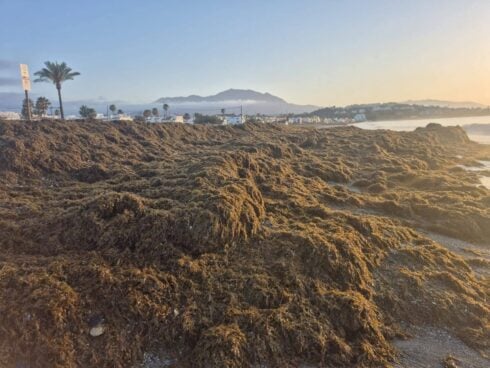 major-operation-to-remove-tonnes-of-sludgy-asian-seaweed-blanketing-costa-del-sol-beaches-just-as-summer-gets-underway