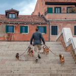 “your-labrador-won’t-pay-your-pension”:-italian-pet-proposal-sparks-debate