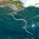 ibiza’s-snake-problem-just-got-worse