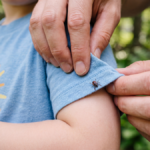 one-tick-bite-in-spain-can-now-trigger-a-high-risk-health-alert-this-summer