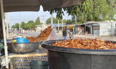 africa’s-lucrative,-nutritious-grasshopper-business-runs-into-western-prejudice-against-eating-insects