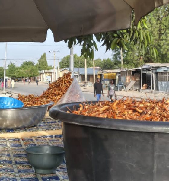 africa’s-lucrative,-nutritious-grasshopper-business-runs-into-western-prejudice-against-eating-insects