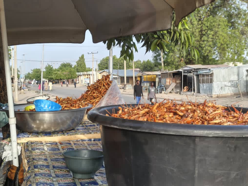 africa’s-lucrative,-nutritious-grasshopper-business-runs-into-western-prejudice-against-eating-insects