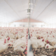 hundreds-of-thousands-of-poultry-deaths-in-france-reveal-europe’s-farming-heat-risk