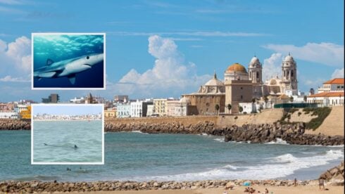 blue-shark-spotted-metres-from-shore-at-a-popular-cadiz-tourist-beach-sparks-panic-–-but-don’t-worry-it-was-just-a-baby