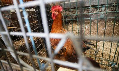 the-animals-condemned-to-live-behind-bars 