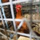 the-animals-condemned-to-live-behind-bars 