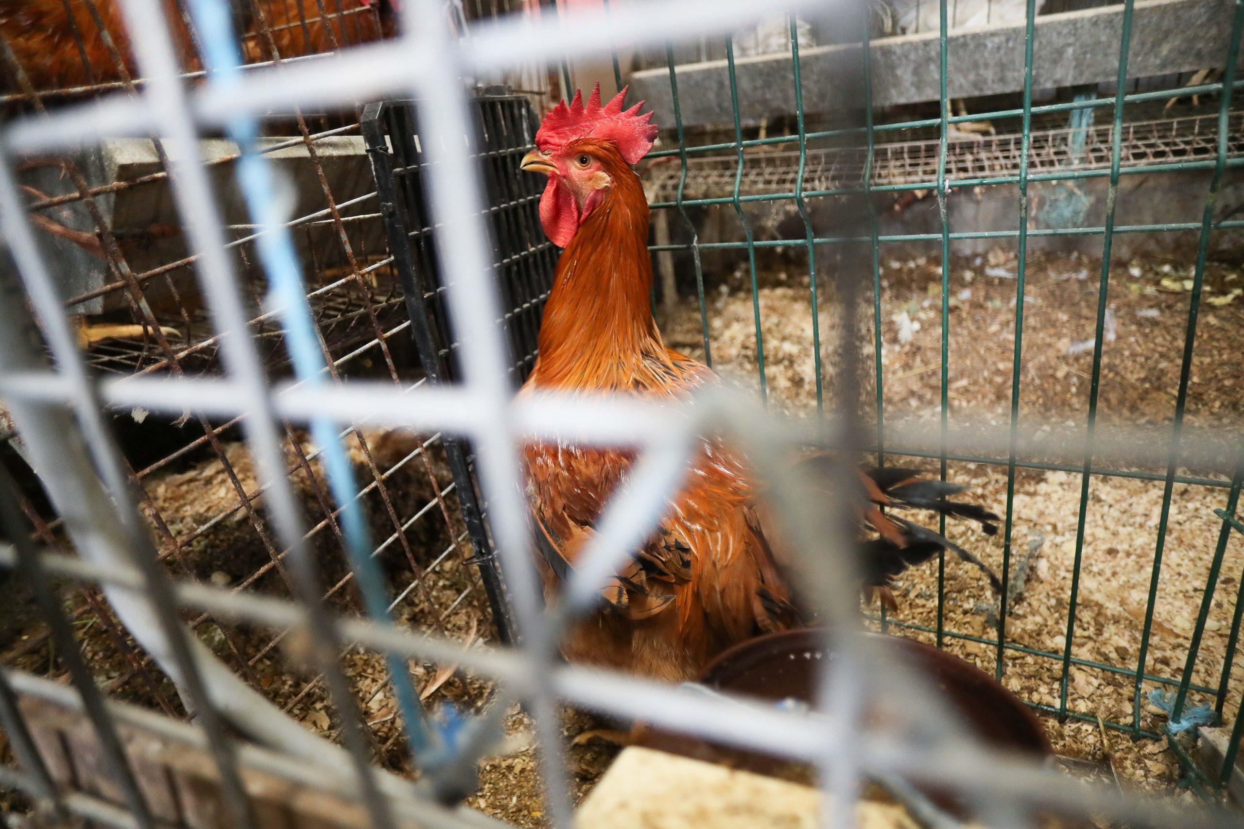 the-animals-condemned-to-live-behind-bars 