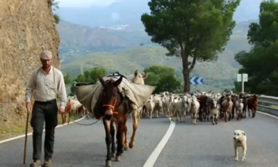 the-quiet-corner-of-andalucia-where-the-last-of-spain’s-nomad-shepherds-still-roam