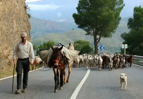 the-quiet-corner-of-andalucia-where-the-last-of-spain’s-nomad-shepherds-still-roam