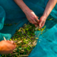 why-a-video-showing-how-to-make-olive-oil-is-going-viral-as-food-prices-rise