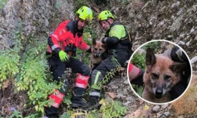 watch:-firefighters-abseil-into-ronda’s-tajo-gorge-at-night-to-save-german-shepherd-stranded-on-cliff-ledge-after-60-metre-fall