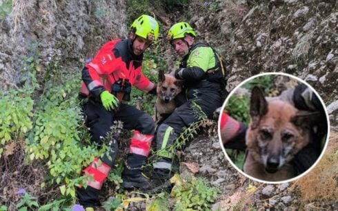 watch:-firefighters-abseil-into-ronda’s-tajo-gorge-at-night-to-save-german-shepherd-stranded-on-cliff-ledge-after-60-metre-fall