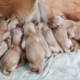 shock-in-spain-as-dozens-of-pets-worth-e145,000-stolen-in-major-theft-operation