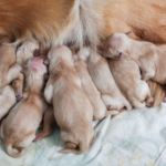 shock-in-spain-as-dozens-of-pets-worth-e145,000-stolen-in-major-theft-operation