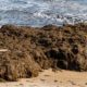councils-battle-invasion-of-asian-seaweed