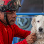 a-dog-left-to-die-now-finds-survivors-no-human-can-reach