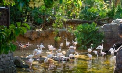 travel-through-the-world’s-tropical-rainforests-without-leaving-the-costa-del-sol-–-as-spain’s-only-‘nocturnal’-zoo-celebrates-its-25th-anniversary