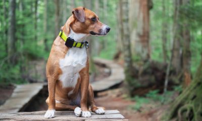 el-localizador-gps-para-mascotas-resistente-al-agua-y-sin-suscripcion-que-esta-triunfando