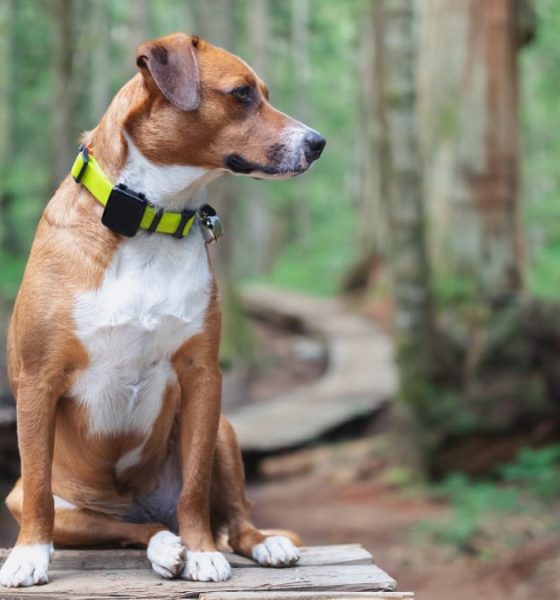 el-localizador-gps-para-mascotas-resistente-al-agua-y-sin-suscripcion-que-esta-triunfando