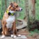 el-localizador-gps-para-mascotas-resistente-al-agua-y-sin-suscripcion-que-esta-triunfando