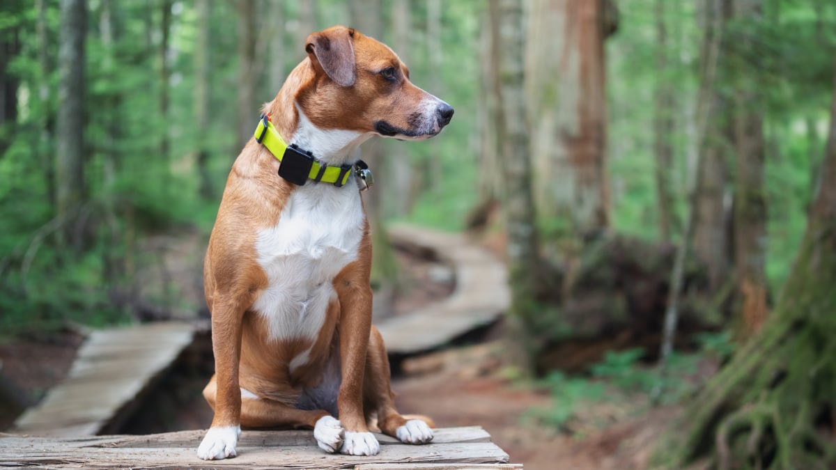 el-localizador-gps-para-mascotas-resistente-al-agua-y-sin-suscripcion-que-esta-triunfando
