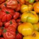 historic-1.5-million-kilo-season-for-tomato
