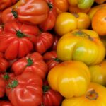 historic-1.5-million-kilo-season-for-tomato
