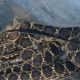 snake-bites-mallorca-police-officer