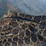 snake-bites-mallorca-police-officer