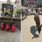 donkey-dreamland-mijas-fire-safety-appeal-success