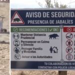 manilva-wild-boar-safety-campaign