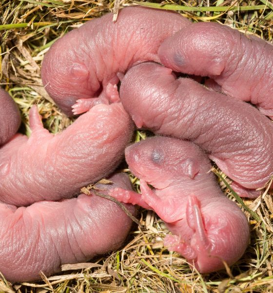 from-darwin-to-prairie-voles:-the-paradox-of-attraction-between-cousins