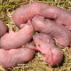from-darwin-to-prairie-voles:-the-paradox-of-attraction-between-cousins